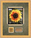 sunflower.JPG (189277 bytes)